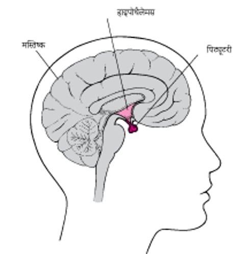 पिट्यूटरी ग्रंथि का पता लगाना