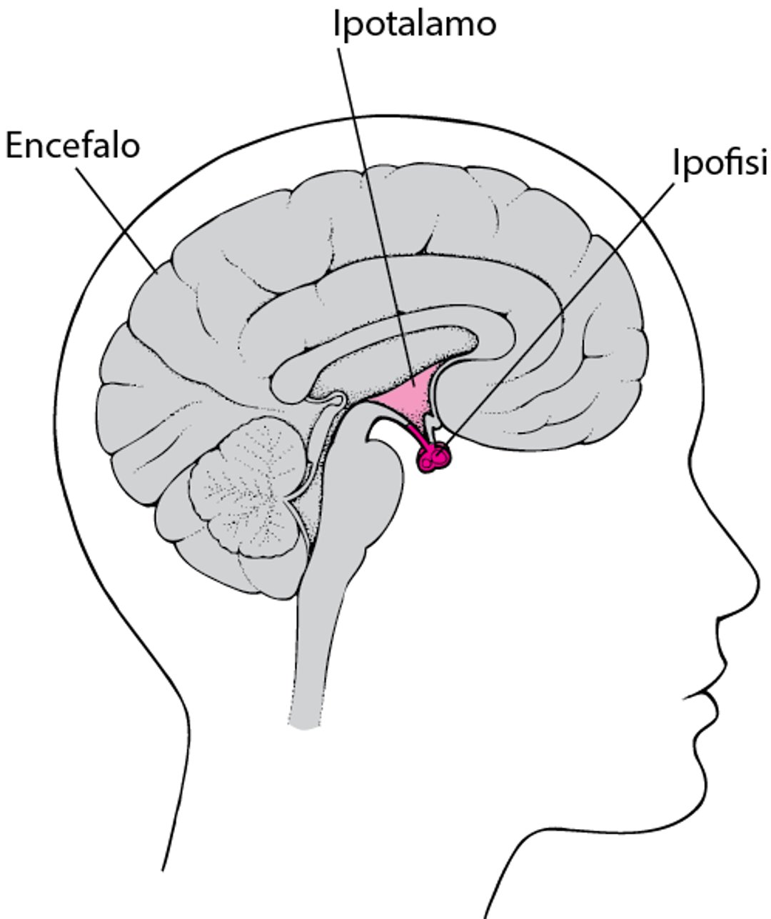 Sede dell’ipofisi