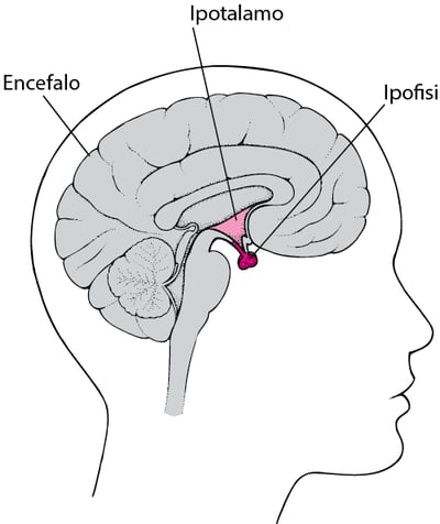 Sede dell’ipofisi
