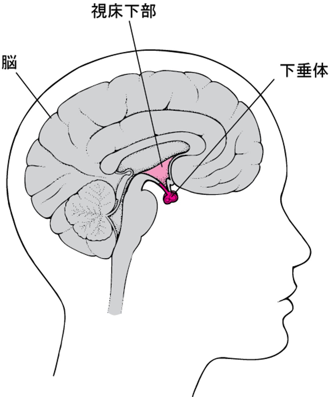 下垂体かすいたいの位置いち