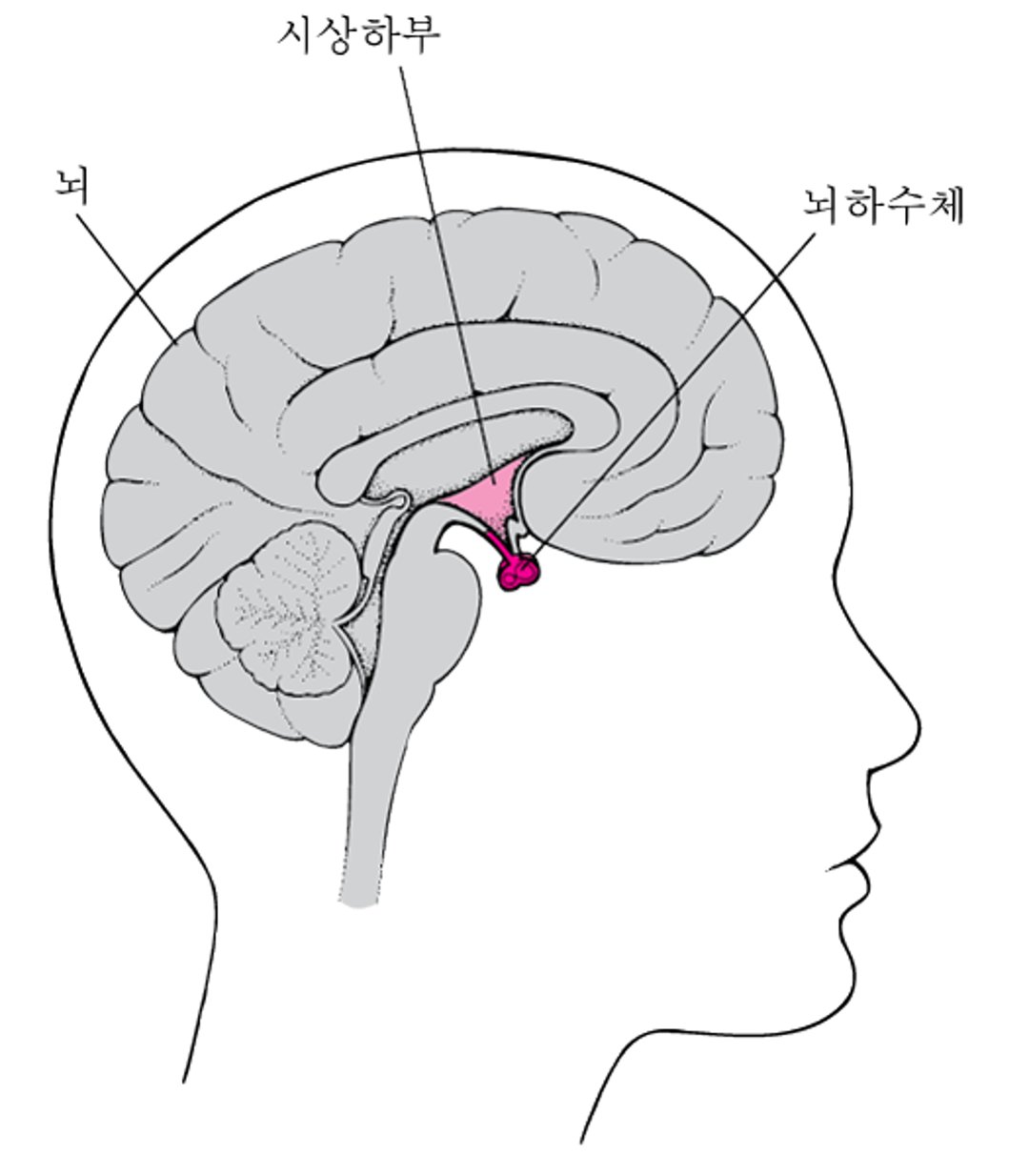 뇌하수체의 위치