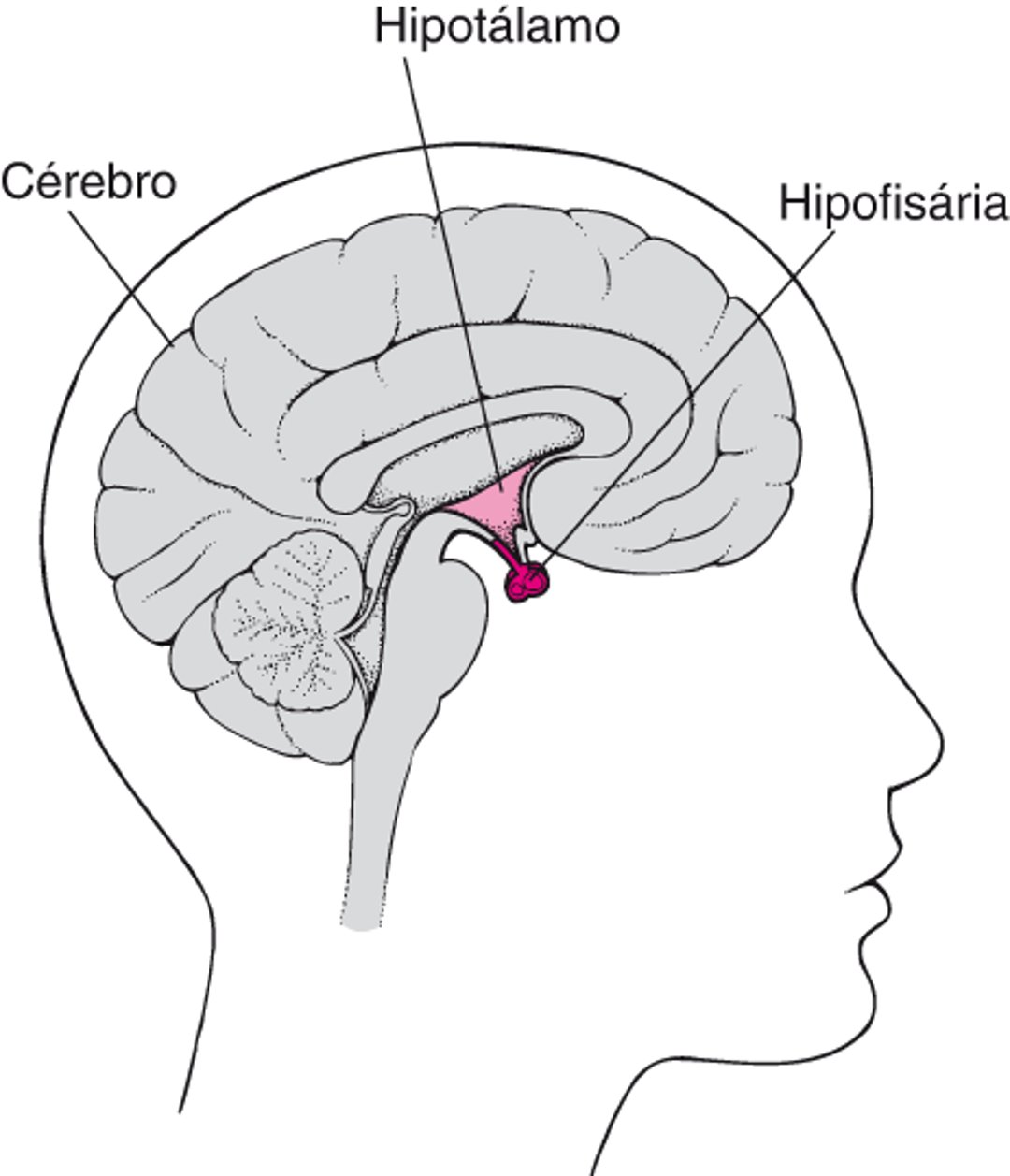 Como localizar a hipófise
