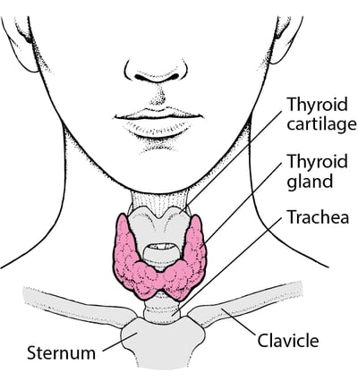 Locating the Thyroid Gland