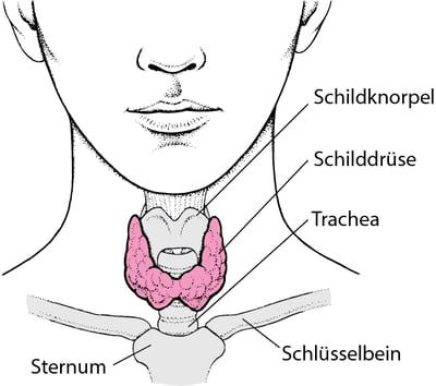 Lage der Schilddrüse