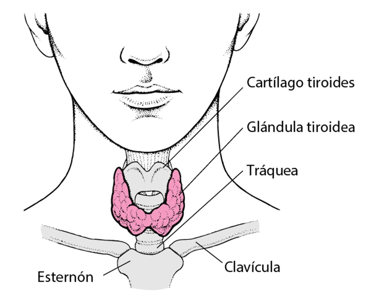 Dónde se encuentra la glándula tiroidea