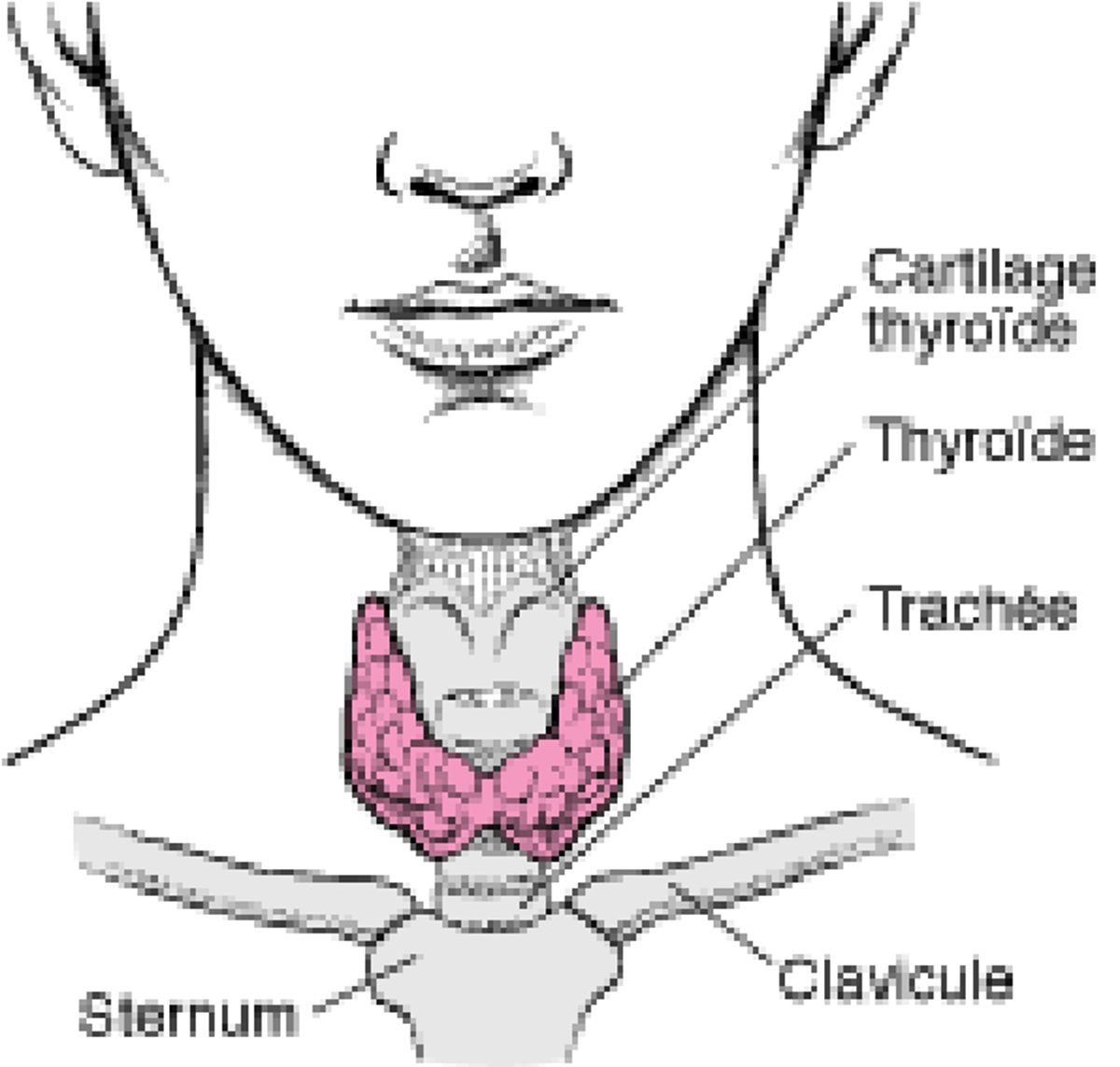 Localisation de la thyroïde