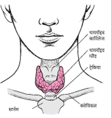 थायरॉइड ग्रंथि का पता लगाना