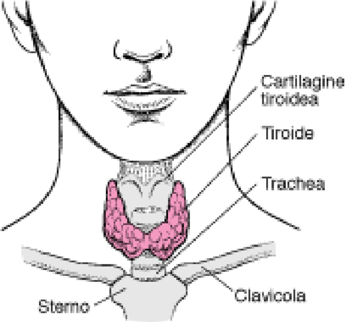 Sede della tiroide