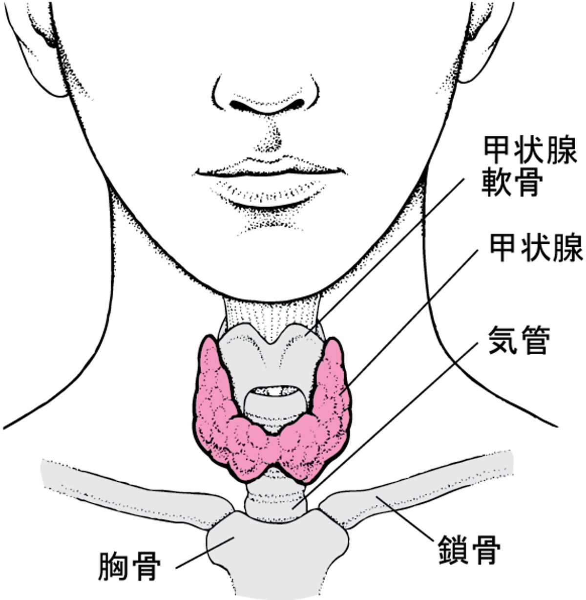 甲状腺こうじょうせんの位置いち