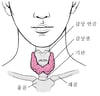 갑상선 위치 확인