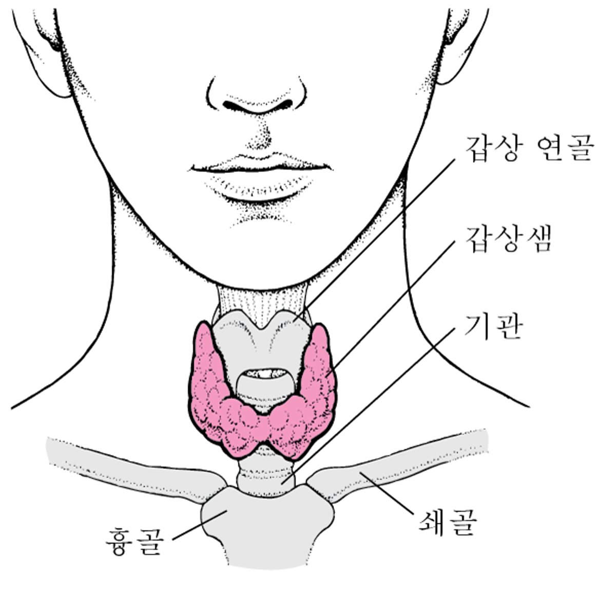 갑상선 위치 확인