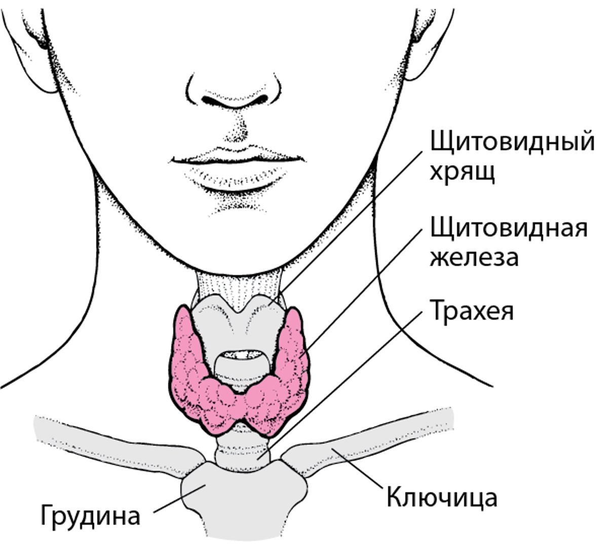 Расположение щитовидной железы