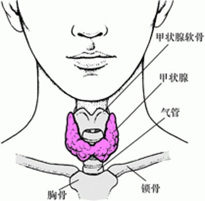 甲状腺的位置