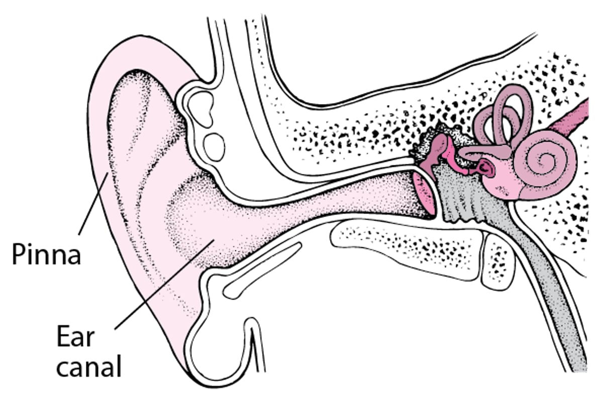 The Outer Ear