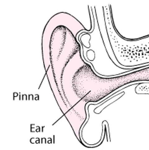 أجزاء العين