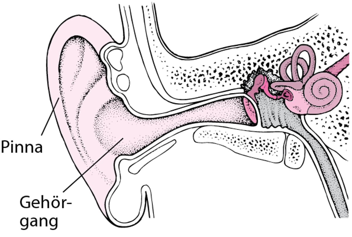 Das äußere Ohr