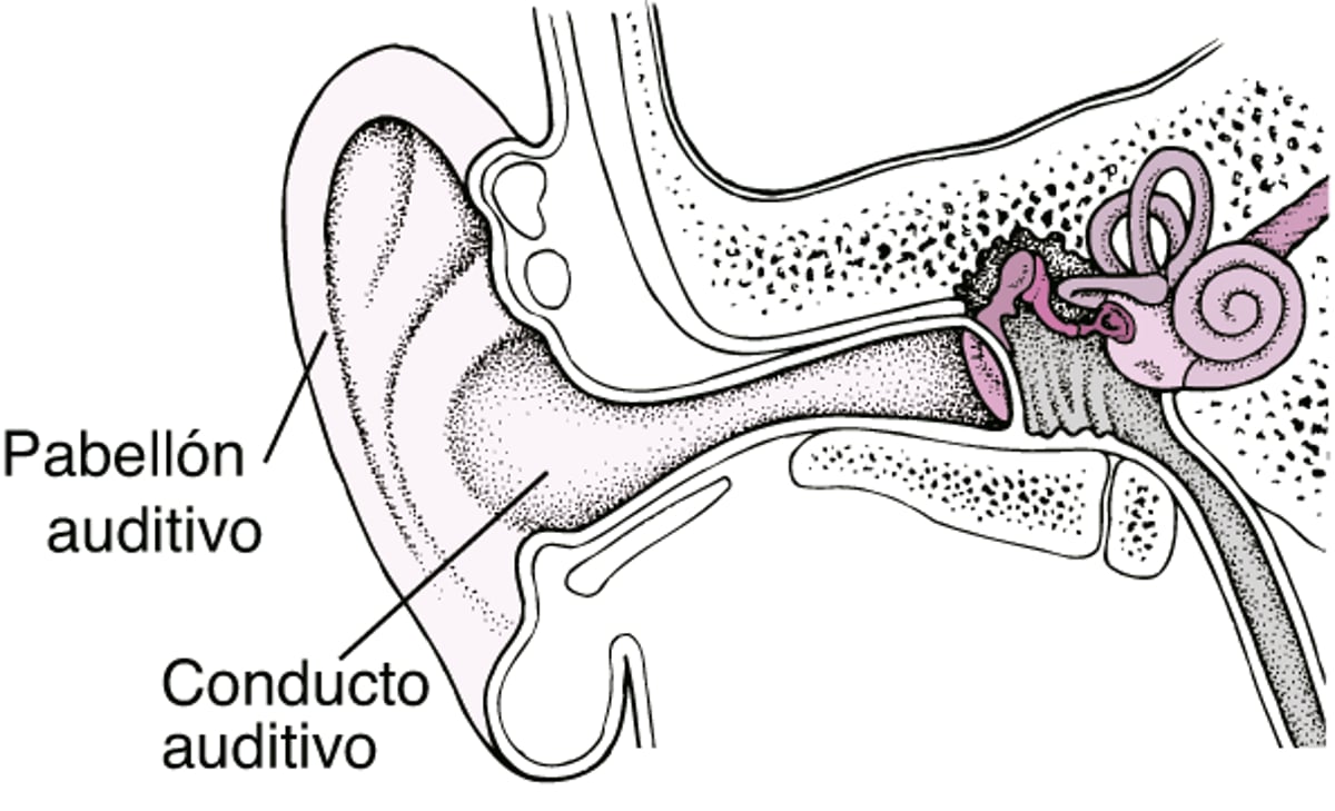 El oído externo