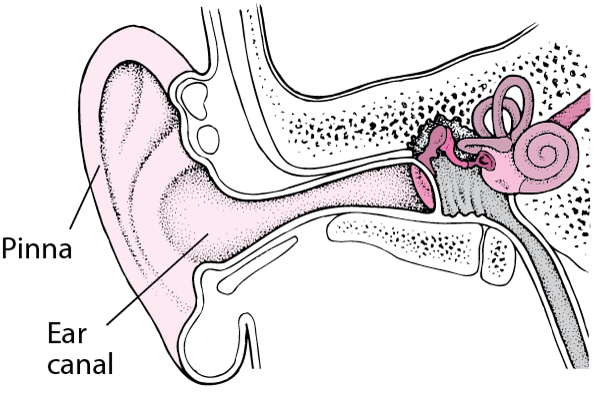 Oreille externe