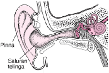 Telinga Bagian Luar