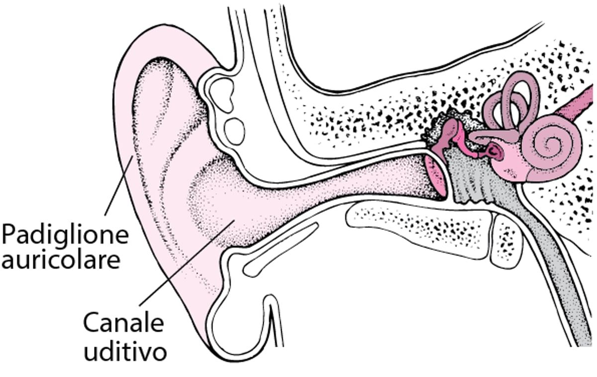L’orecchio esterno
