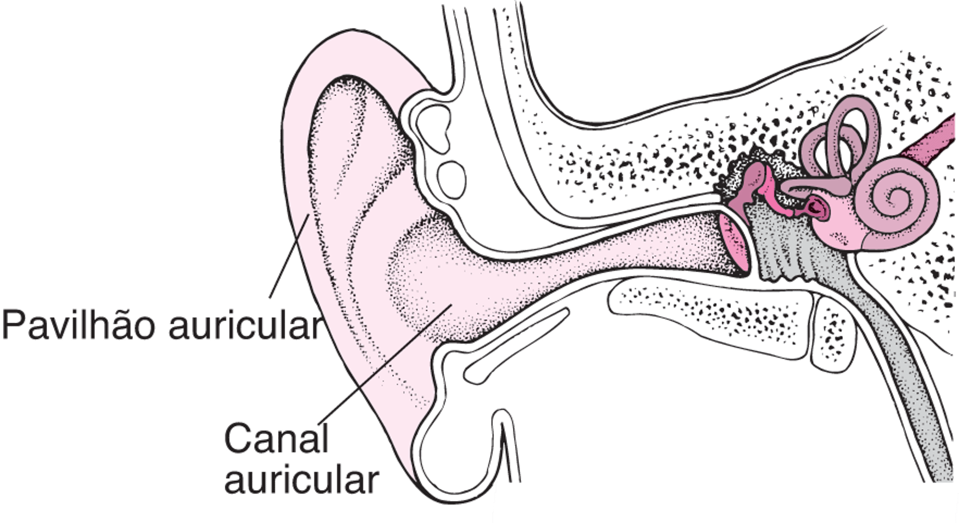 O ouvido externo