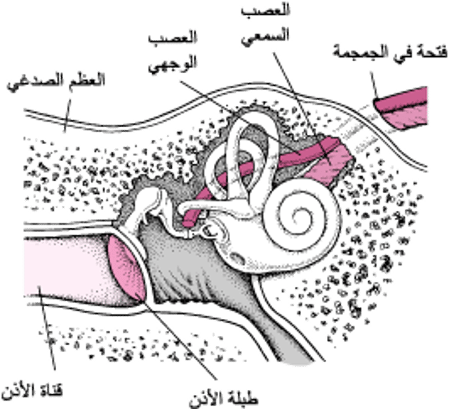 العظم الصدغيّ