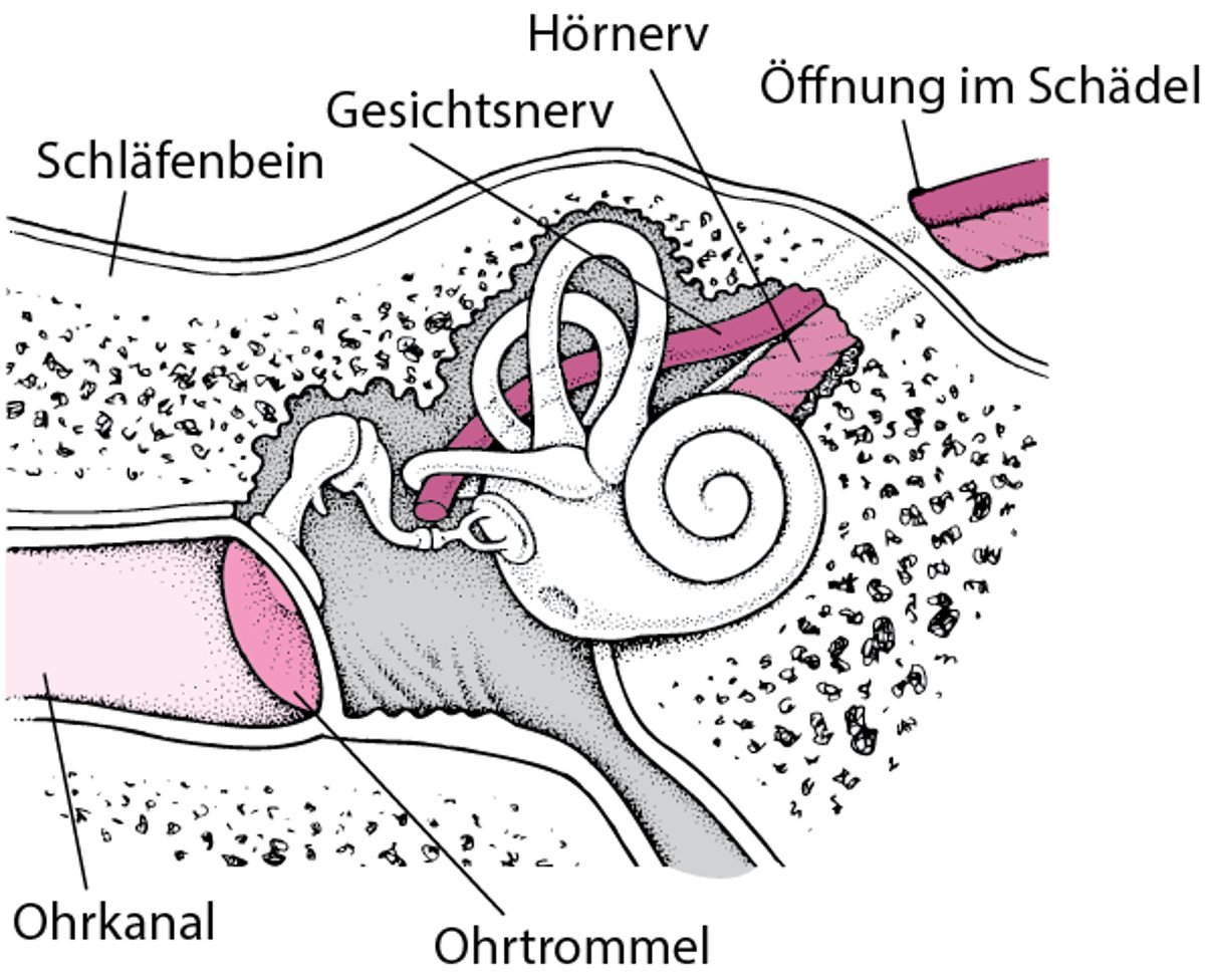 Schläfenbein