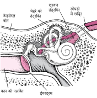 टेम्पोरल हड्डी