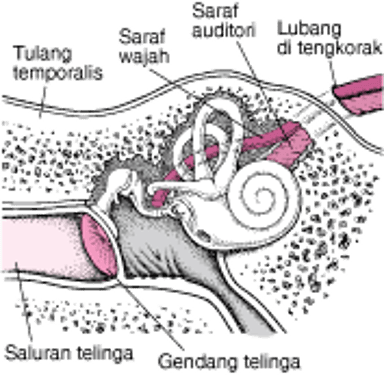 Tulang Temporal