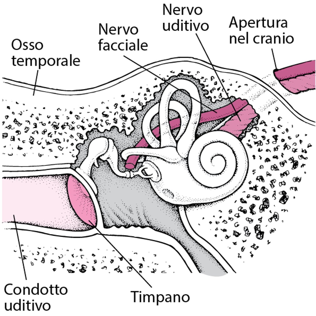 Osso temporale