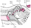 관자뼈