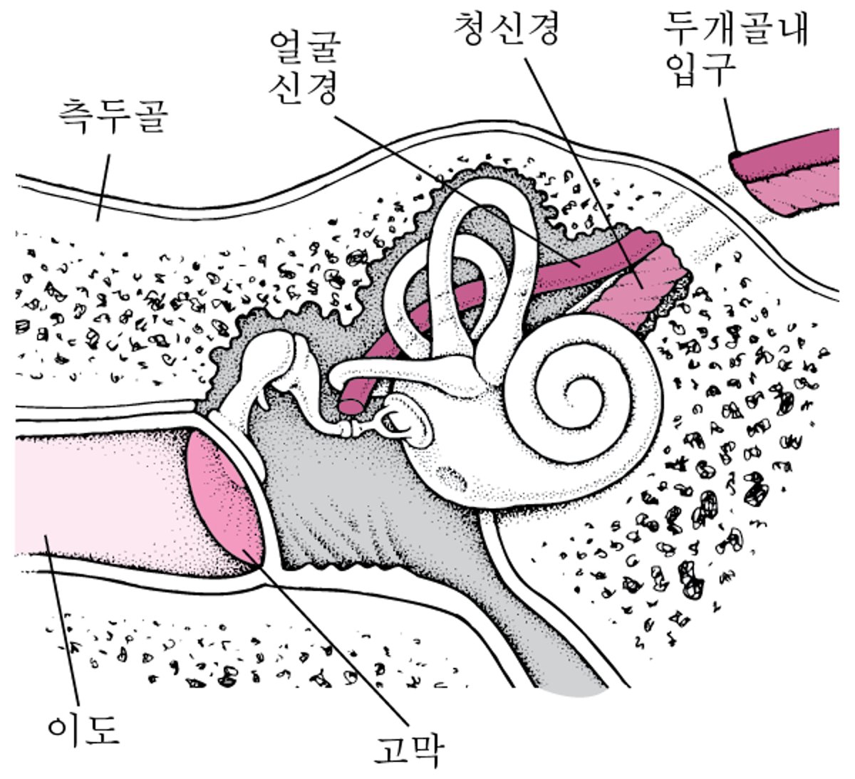 관자뼈