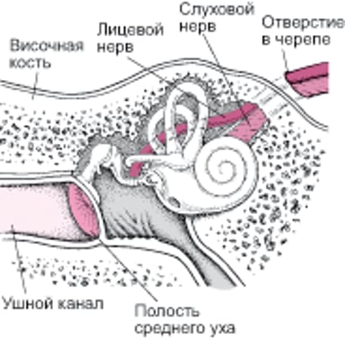 Височная кость