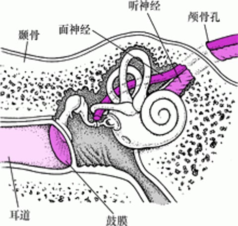 颞骨