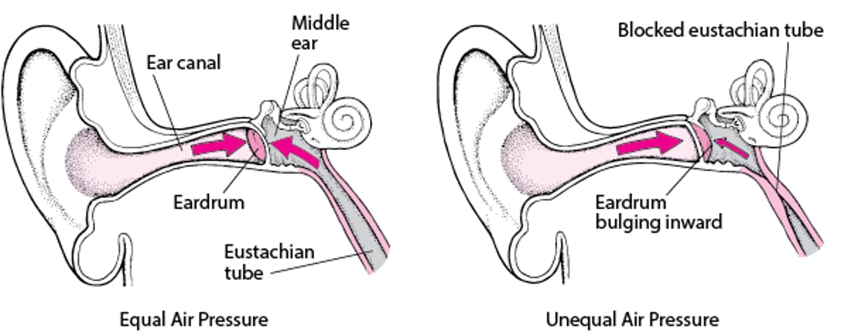 The Eustachian Tube: Keeping Air Pressure Equal