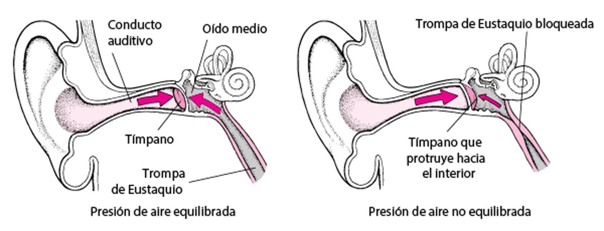 La trompa de Eustaquio: mantener la presión del aire equilibrada