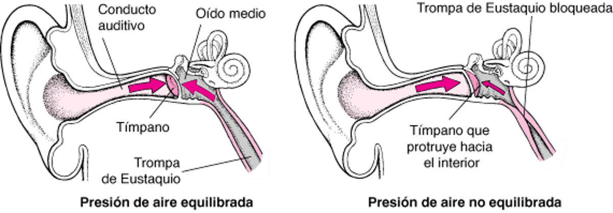 La trompa de Eustaquio: mantener la presión del aire equilibrada