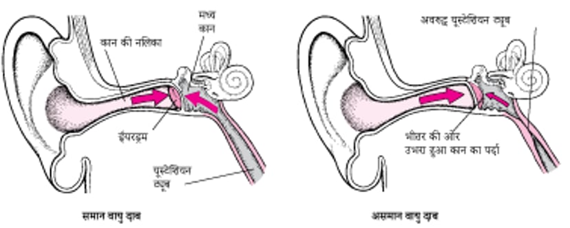 यूस्टेशियन ट्यूब: हवा के दबाव को समान बनाए रखती है