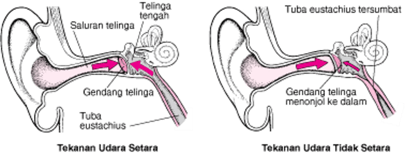 Tuba Eustachius: Menjaga Tekanan Udara Setara