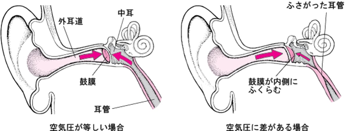耳管：気圧を等しく保つ