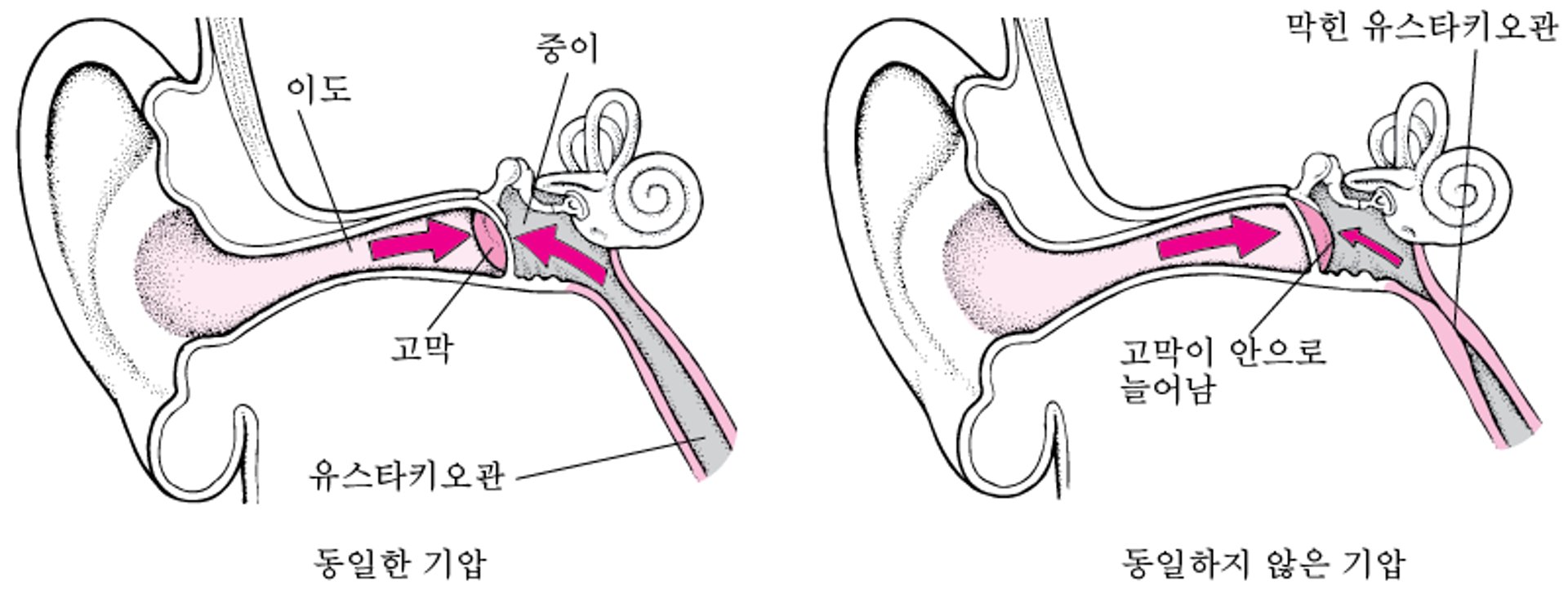 유스타키오관: 기압을 동일하게 유지함
