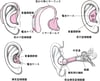 補聴器ほちょうき：音おとを増幅ぞうふくする装置そうち