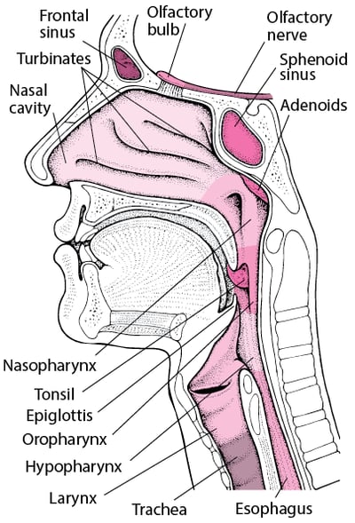 A Look Inside the Nose and Throat