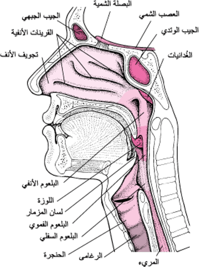 نظرة داخل الأنف والحلق
