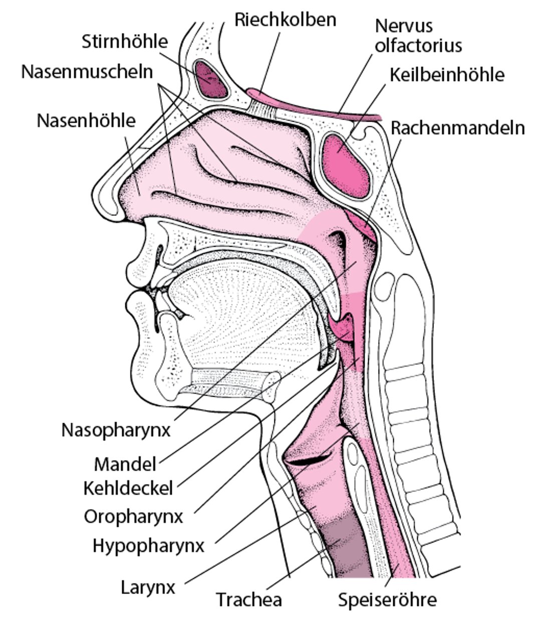 Ein Blick ins Innere von Nase und Rachen