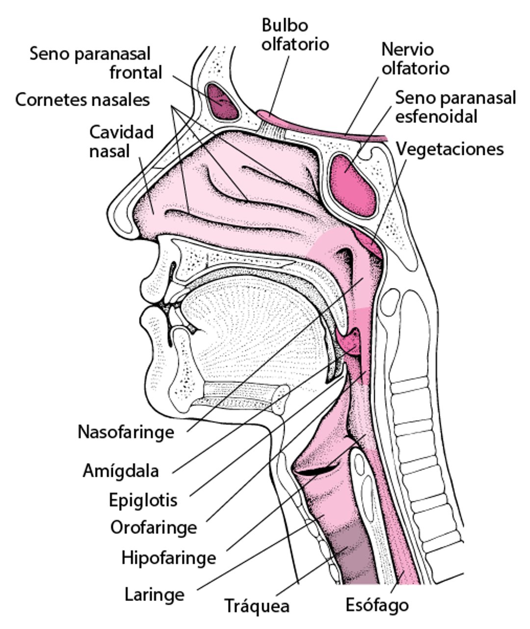 Interior de la nariz y la garganta