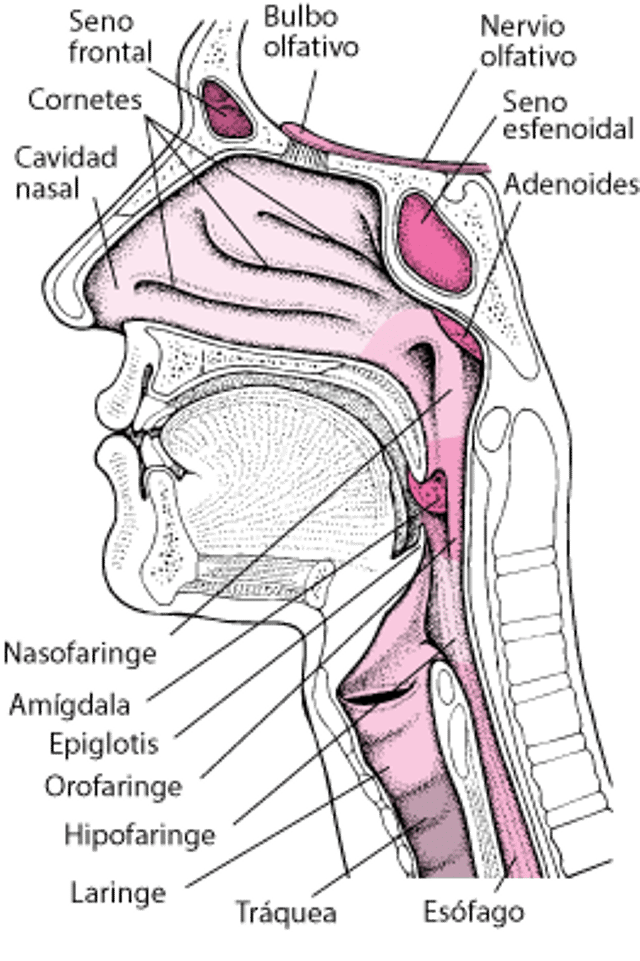 Interior de la nariz y la garganta