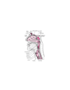Anatomie du nez et de la gorge