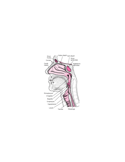 Anatomie du nez et de la gorge