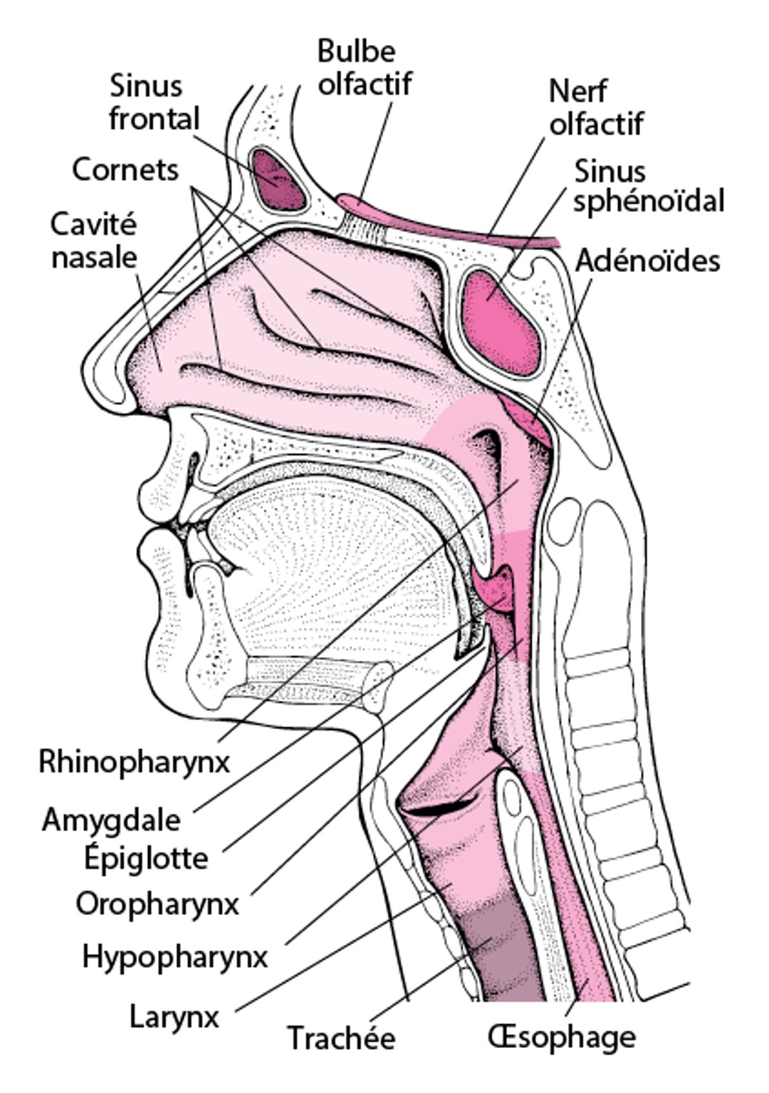 Anatomie du nez et de la gorge
